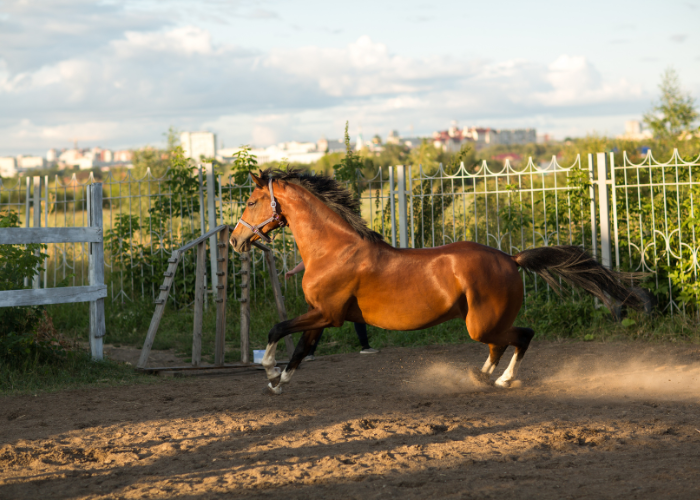 Koń hanowerski maści kasztanowatej.