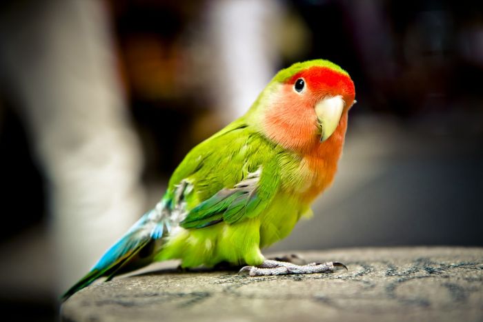 Imię dla papugi można wybrać ze względu na jej wygląd.