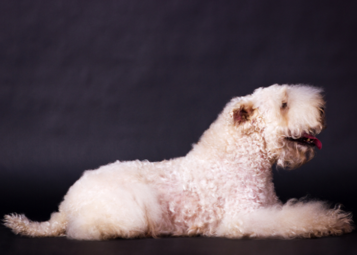 Irish soft coated wheaten terrier wzorzec FCI.