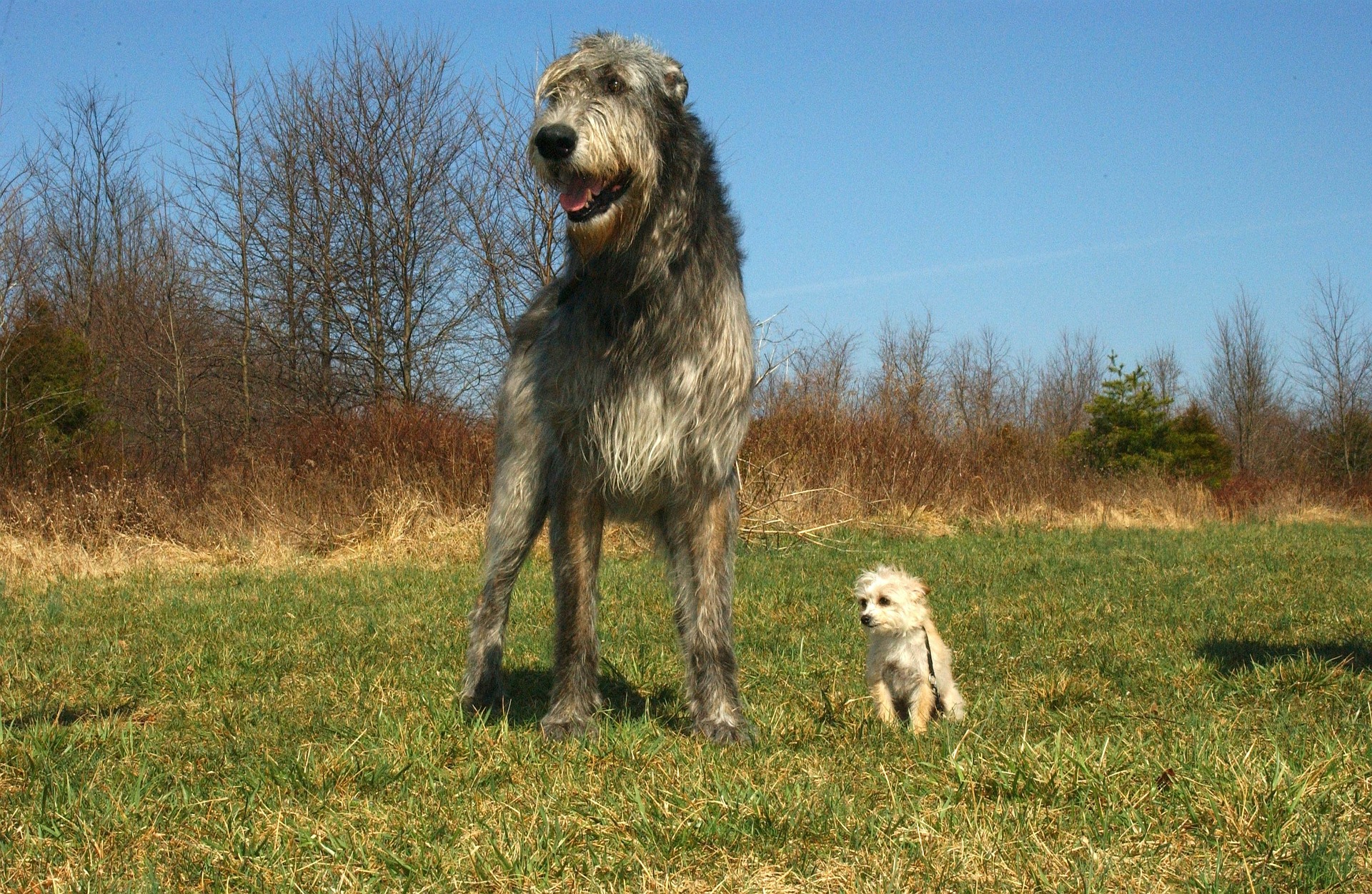 Wilczarz irlandzki jest najwyższym spośród psów. Jego minimalna wysokość w kłębie wynosi 79 cm i nie ma górnej granicy.