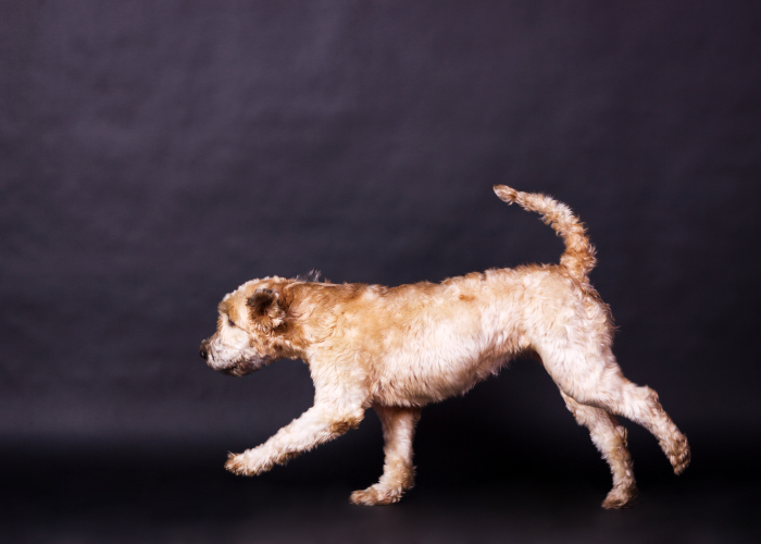 Irish soft coated wheaten terrier.