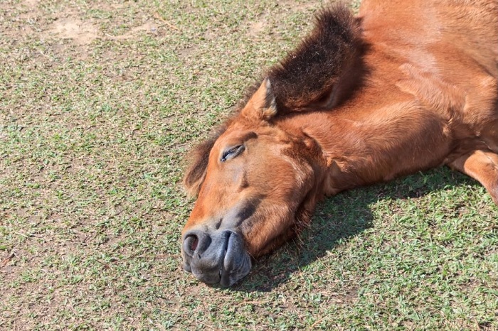 Koń śpi na trawie.