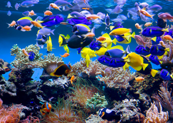 Jakie rybki mogą być razem w akwarium?