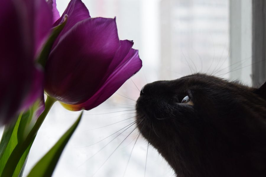 Kot wącha tulipany. Tulipany są trujące dla kotów, po zjedzeniu lub wypiciu wody z wazonu kot może umrzeć.