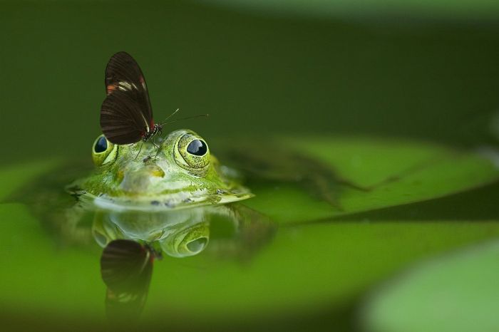 Żaba zanurzona w oczku wodnym