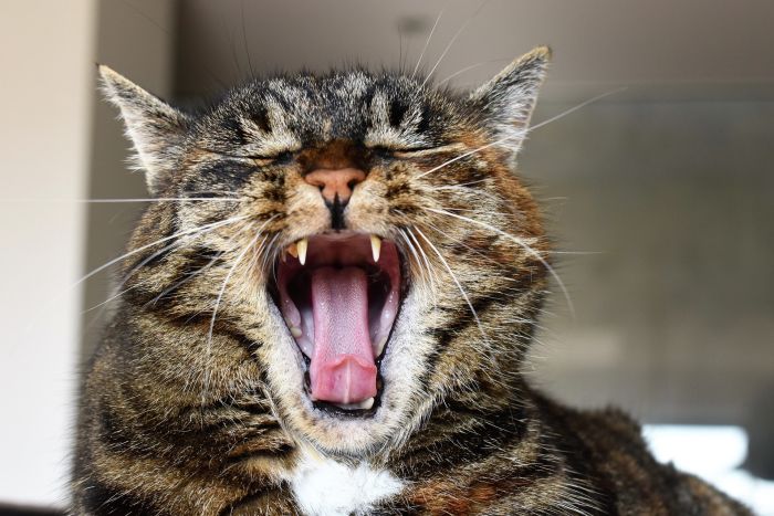Kot ziewa ukazują język z haczykami.