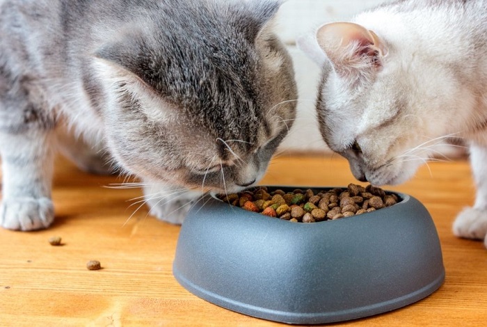 Koty jedzą suchą karmę.