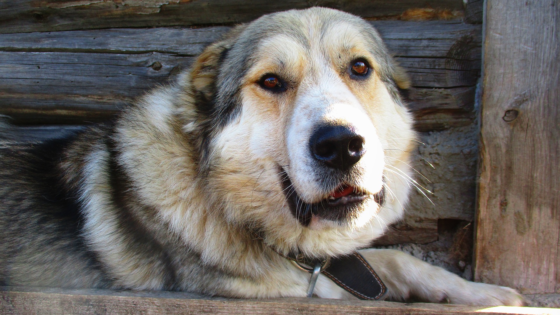 Owczarek kaukaski uchodzi za rasę psów niebezpiecznych. Jest to związane m.in. ze zróżnicowaniem w obrębie wyglądu i psychiki psów, która jest bardzo nierówna.