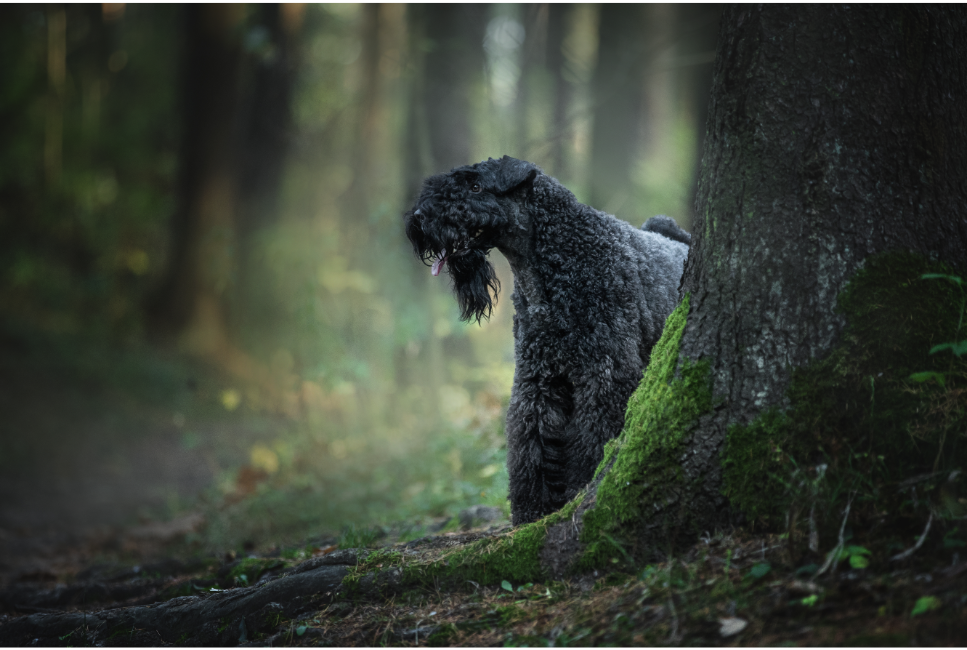 Kerry blue terrier w lesie.