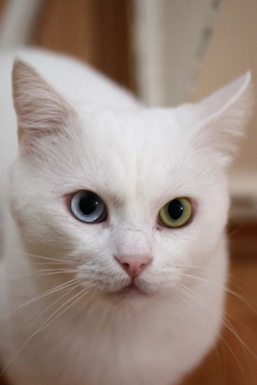 Biały kot khao manee w domu
