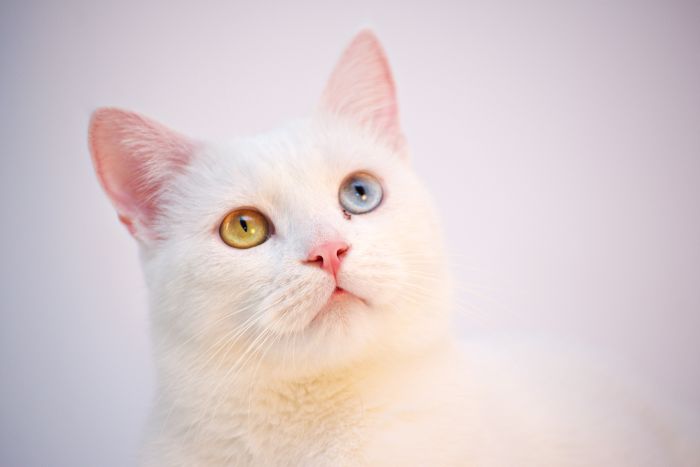 Kot khao manee z oczami koloru zielonego i niebieskiego
