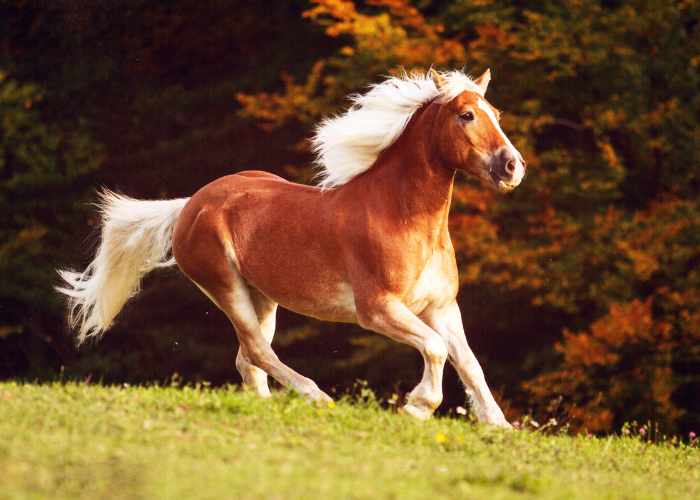 Klacz haflinger.