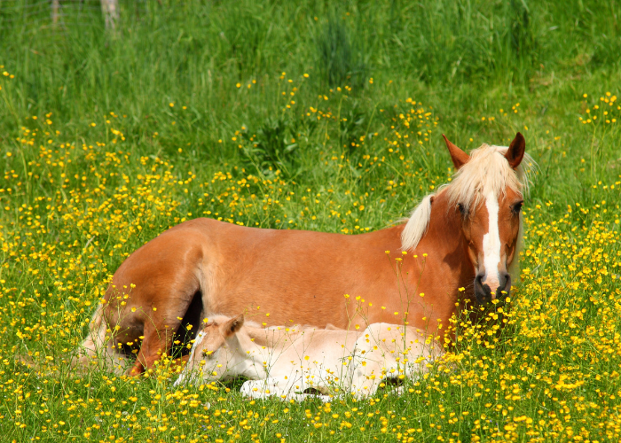 Klacz ze źrebakiem haflinger.