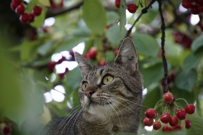 Kot wśród liści na drzewie