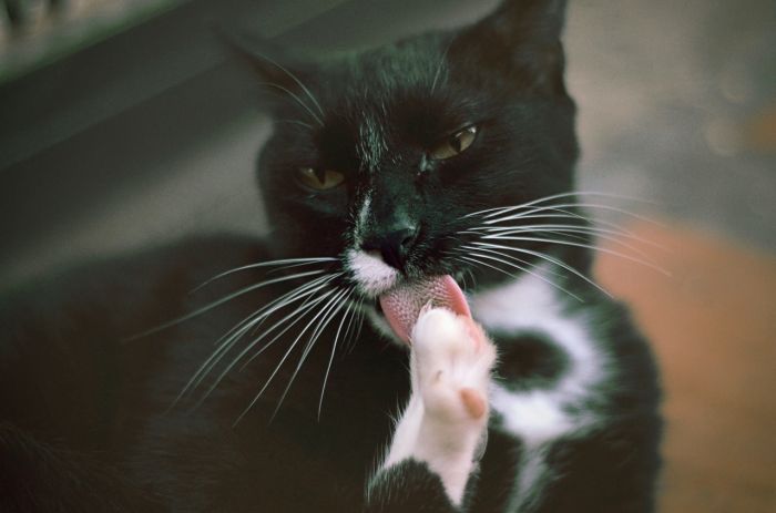 Kot myje się językiem z wypustkami.