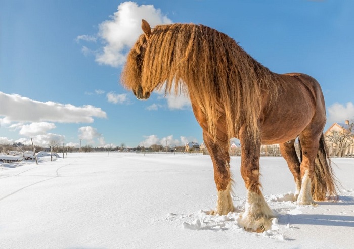 Koń belgijski na śniegu.