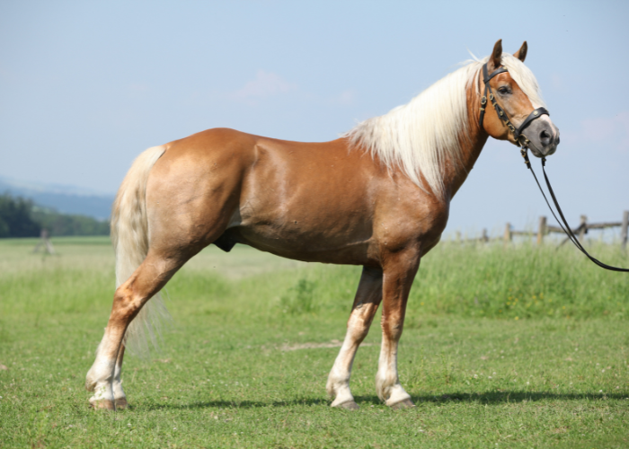 Koń haflinger.