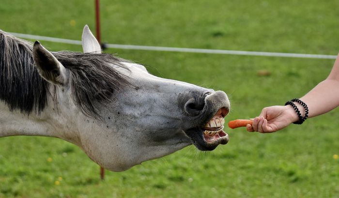 Koń je marchewkę z ręki opiekuna