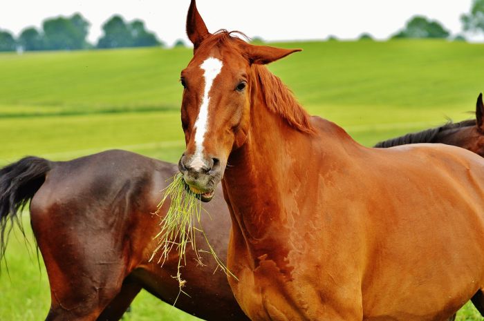 Konie kasztanowate jedzące trawę