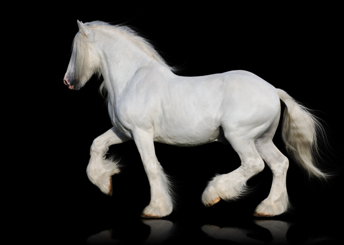 Koń shire biały.