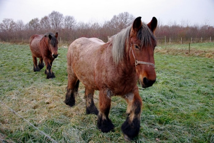 Konie belgijskie.