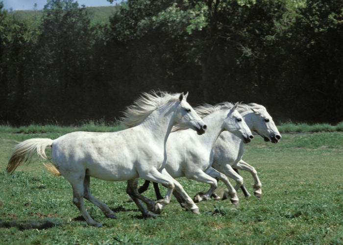 Konie lipicańskie biegną.