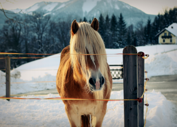 Konik haflinger.