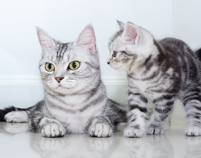 Kot i kociak amerykański krótkowłosy.