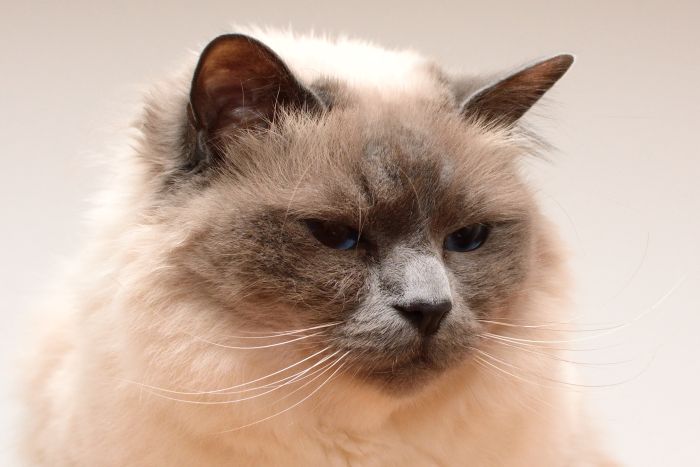 Kot balijski to odmiana długowłosa kota syjamskiego.