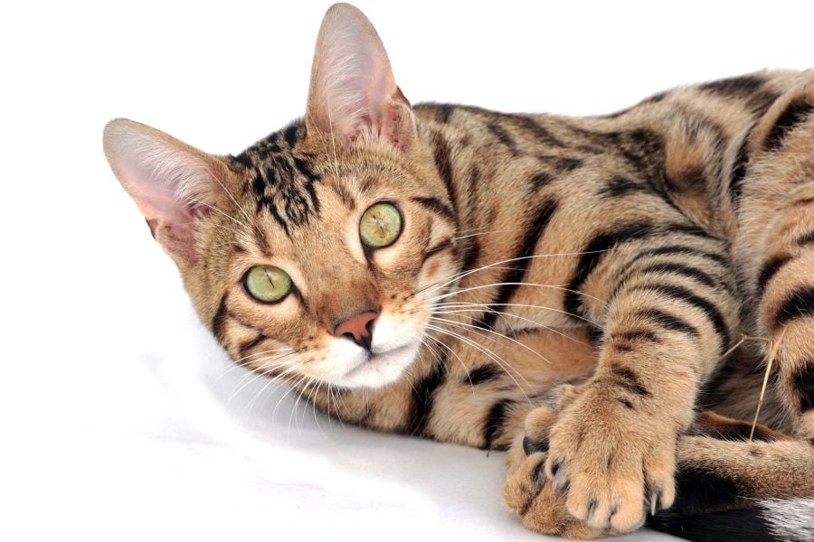 Kot bengalski jest jedną z najdroższych ras w Polsce.