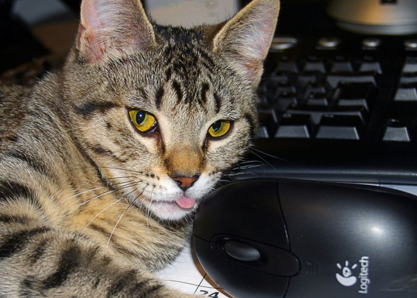 Kot leży obok myszki komputerowej.