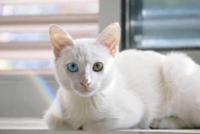 Biały kot khao manee o różnobarwnych oczach leży na parapecie. 
