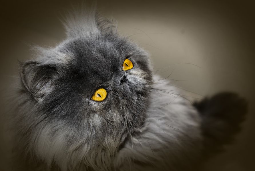Perski kot ma mocno spłaszczoną twarzoczaszkę i płytko osadzone oczy.