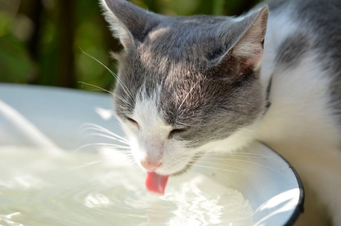 Kot pije wodę z pojemnika.