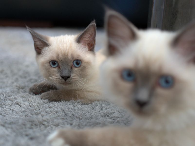 Kociaki syjamskie z intensywnie niebieskimi oczami.