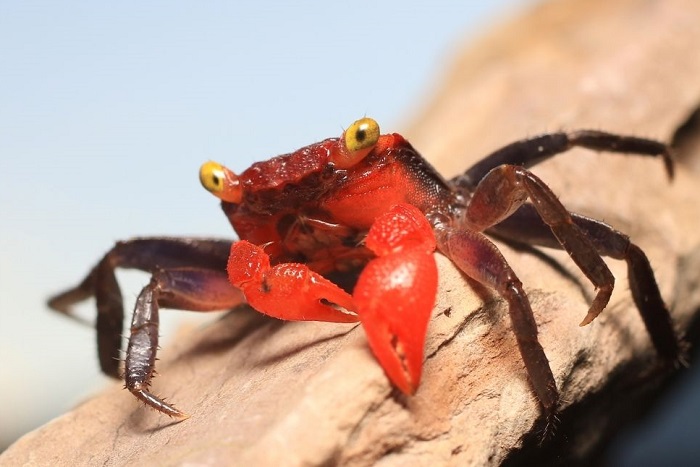 Krab wampir czerwony z charakterystycznymi żółtymi oczami.