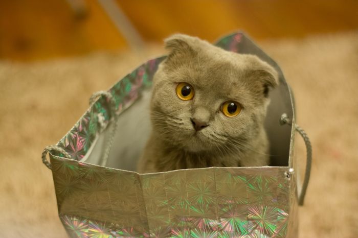 Kot szkocki zwisłouchy w torbie prezentowej.