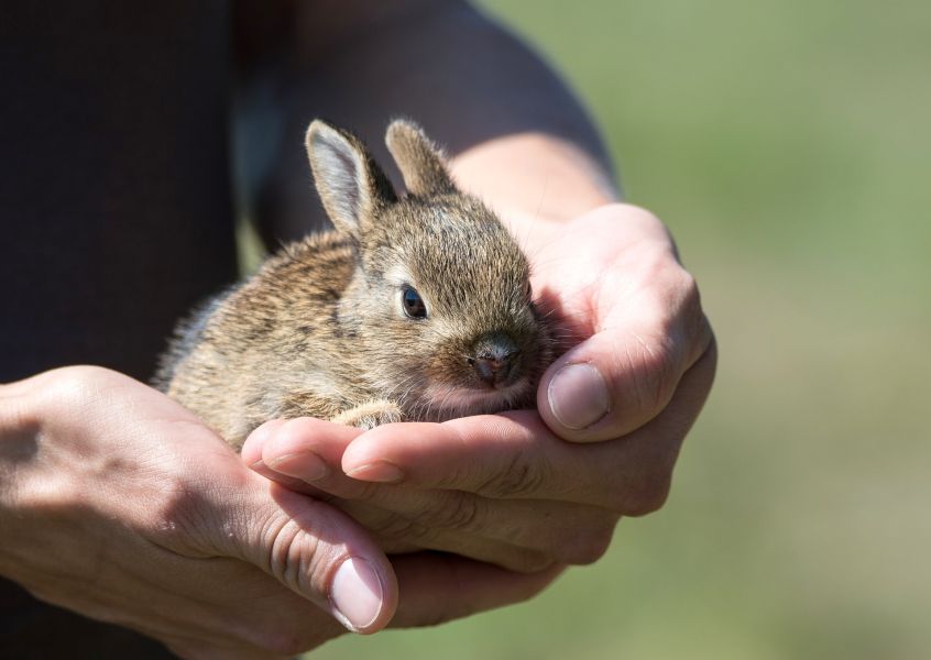 Biegunka u królika miniaturki może być spowodowana stresem, niewłaściwym żywieniem lub brakiem higieny.