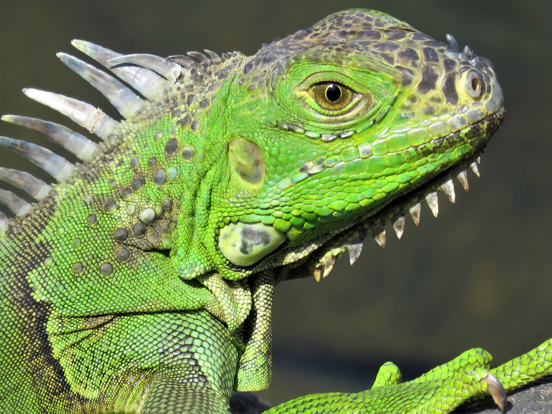 Žalioji iguana gyvena iki 20 metų. Suaugusi iguana gali pasiekti 1,5 m ilgį.