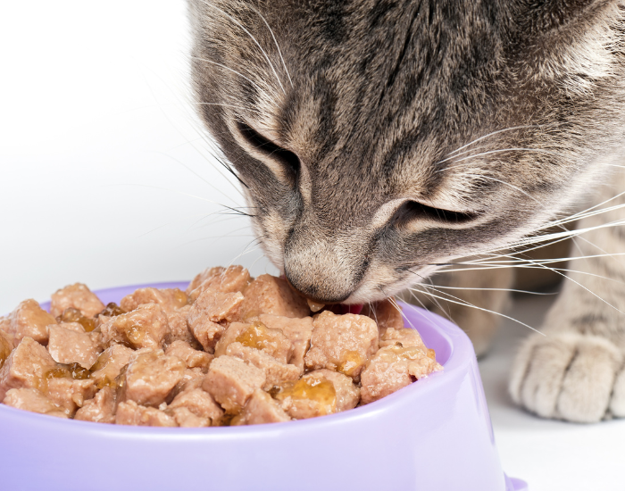 Czy kot może jeść makaron?