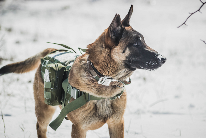 Malinois jako pies pracujący w służbach mundurowych.