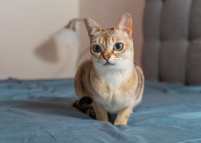 Kot singapurski jest jednym z najmniejszych ras kotów na świecie.