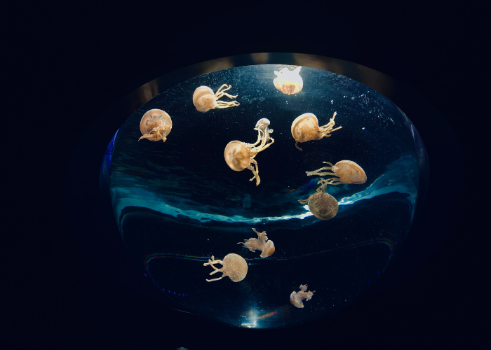 Mini meduzy.