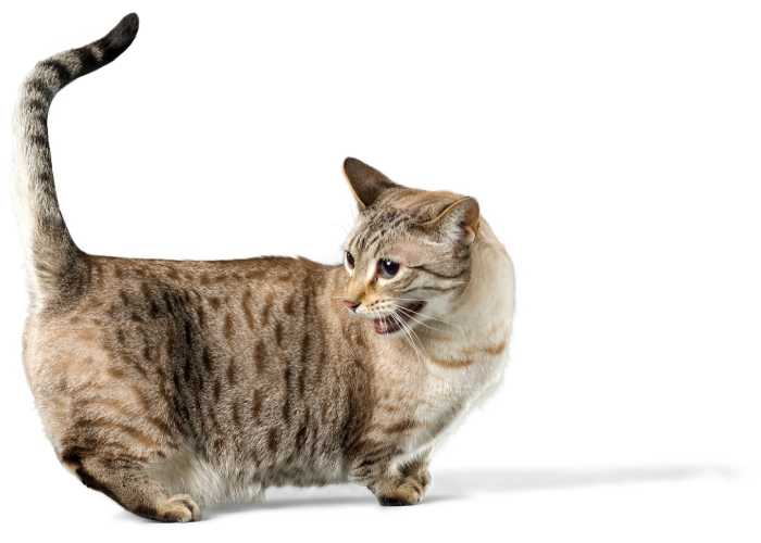 Munchkin jako jeden z najmniejszych ras kotów na świecie.