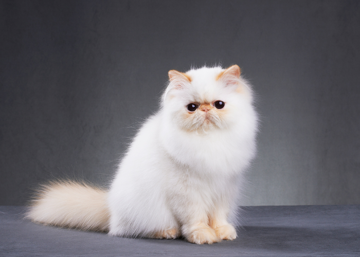 Miniaturowy kot Teacup Persian.