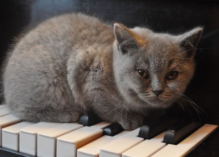 Kot brytyjski siedzi na klawiszach pianina.