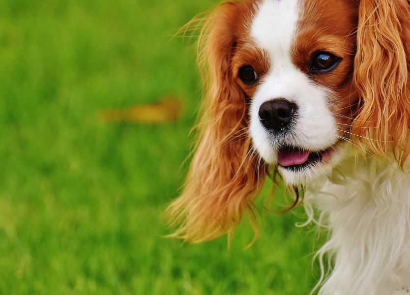 Cavalier King Charles spaniel jest psem uznawanym za jednego z najdroższych w Polsce.