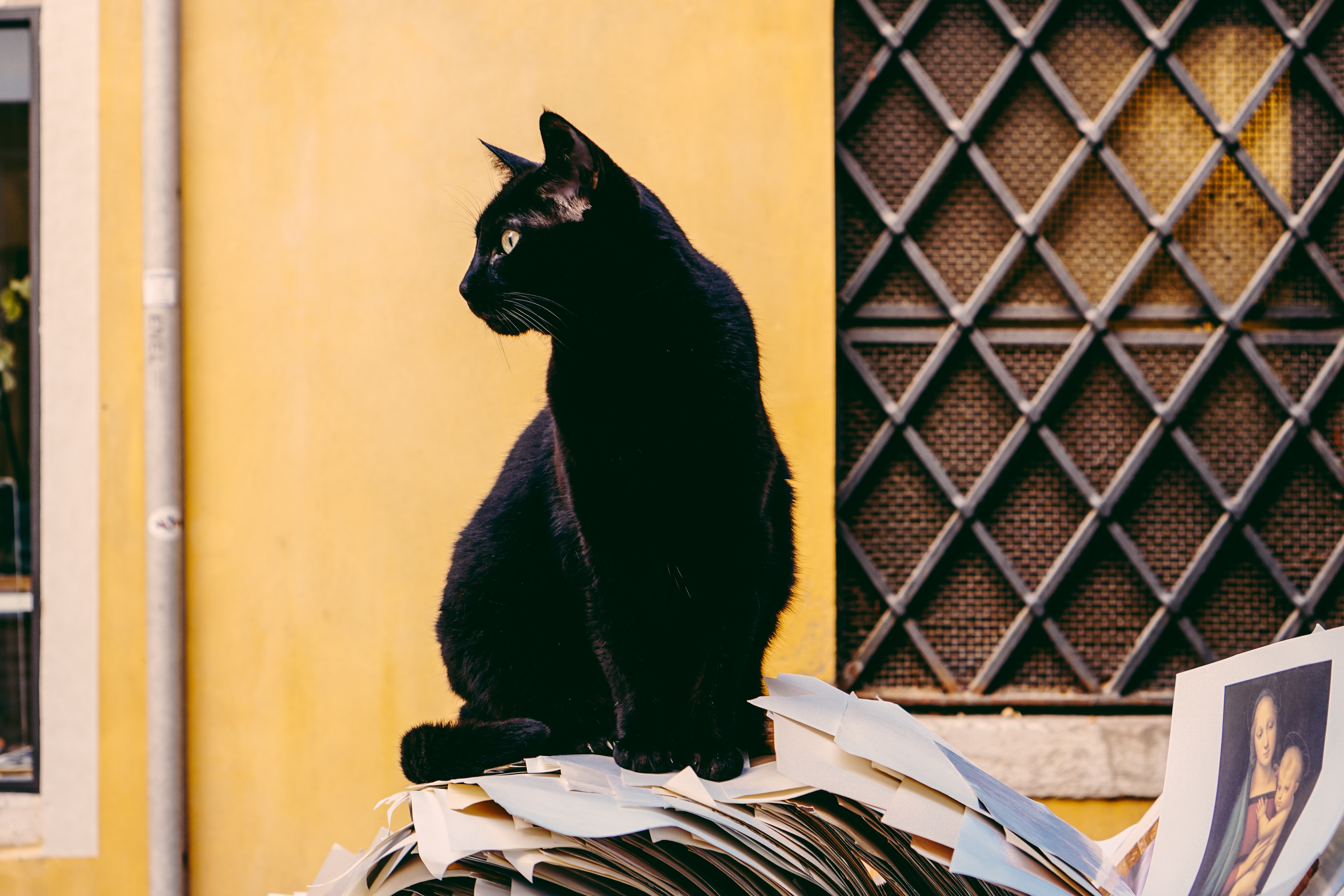 Czarny kot siedzący przed budynkiem na stercie gazet.