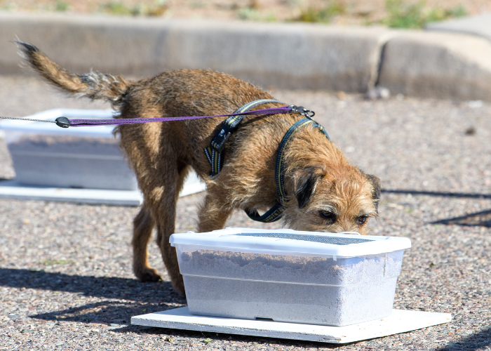 Sport dla psa nosework.