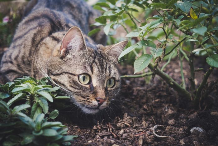 Kot czający się przy ziemi i krzewach.